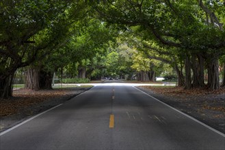 Tree Tunnel