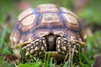Gopher tortoise (Gopherus Polyphemus) in the grass