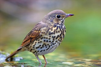 Song thrush (Turdus philomelos) in shallow water