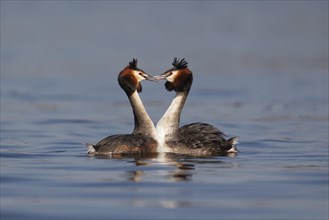 Great crested grebe (Podiceps cristatus) two adult birds performing their courtship display
