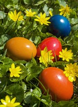 Colourful Easter eggs lying in a flower meadow