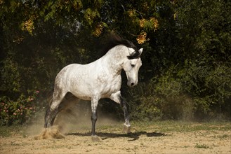Spanish young stallion at canter