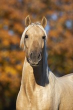 Portrait Iberian young stallion in autumn