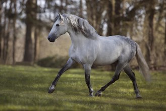 Grey P.R.E stallion trots in the forest