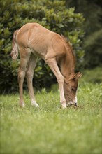 Arabian horse foal eats horse droppings