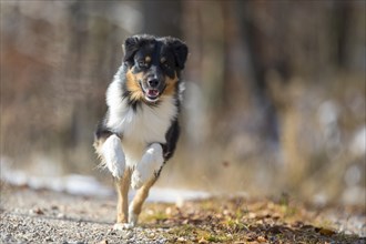 Young Australian Shepherd male running through the autumnal forest