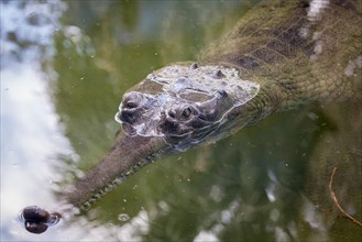 Gharial (Gavialis gangeticus) floating in water