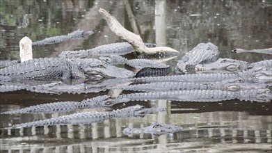 American crocodiles (Crocodylus acutus) lie in water