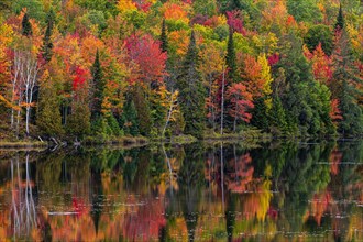Autumn forest reflected in lake near La Minerve Laurentians Quebec Canada
