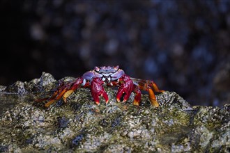Stone crab (Grapsus adscensionis) sitting on rock