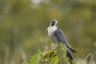 Peregrine (Falco peregrinus) adult male bird perched on a rock