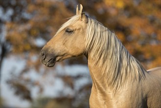 Portrait Iberian young stallion in Isabell color in autumn