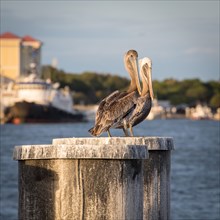Brown Pelicans (Pelecanus occidentalis) sitting on wooden stake