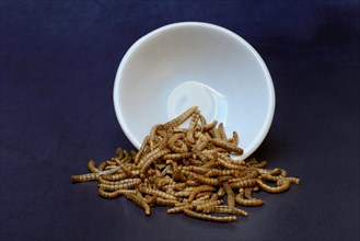 Dried mealworms in bowl