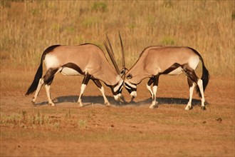 Spitbuck Oryx Antelope (Oryx gazella)