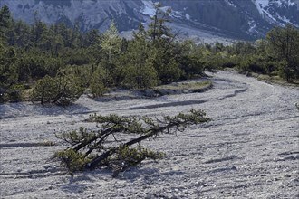 Mountain pine (Pinus mugo)