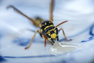 German wasp (Vespula germanica) eats at a drop of honey on a plate