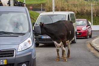 Cow curiously looks through the window into a car