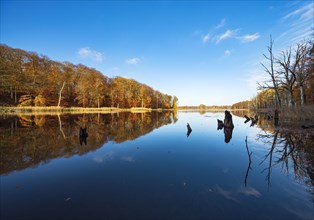 Schweingartensee in autumn