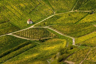 Vineyards of Chateau-Chalon village