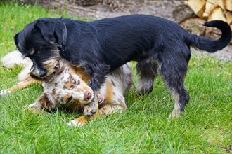 Rough-haired dachshund-Terrier-Havanese crossbreed