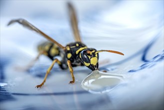 German wasp (Vespula germanica) eats at a drop of honey on a plate