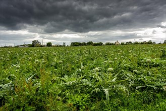 Field of artichokes