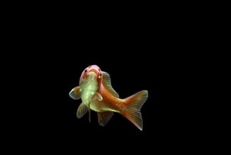 Goldfish (Carassius auratus auratus)