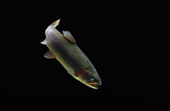 Rainbow trout (Salmo gairdneri)