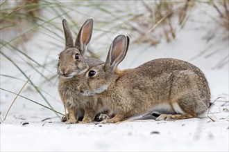European or common rabbits (Oryctolagus cuniculus) on Baltic Sea dunes