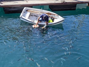Man in boat feeding fish at the port of San Sebastian