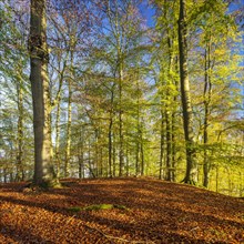 Sunny unspoilt beech forest in autumn