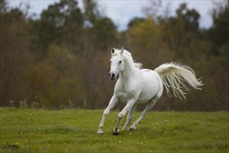 Thoroughbred Arabian grey stallion galloping on the autumn meadow