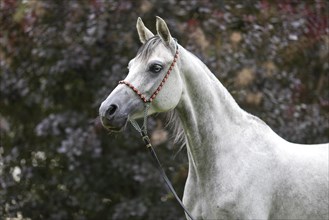 Thoroughbred Arabian grey mare with blue eye