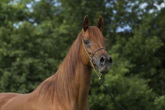 Portrait of a thoroughbred Arabian chestnut mare