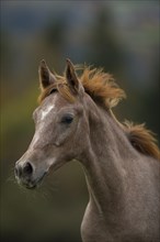 Young thoroughbred Arabian stallion in autumn