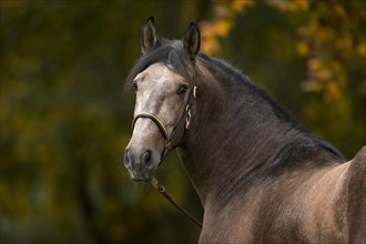 Portrait of a young P.R.E. stallion in the autumnal forest