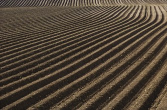 Ploughed furrows