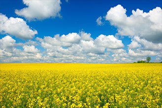 Cultural landscape with flowering rape field under blue sky with white clouds