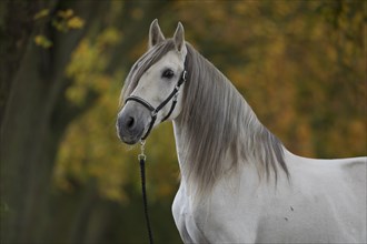 P.R.E. grey stallion portrait in the autumn