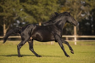 P.R.E. Stallion black in motion in autumn