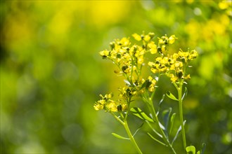 Common rue (Ruta graveolens) in flower