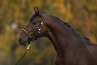 Portrait of a young bay P.R.E. stallion in autumn