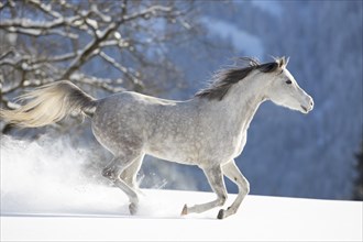 Thoroughbred Arabian mare grey in snow