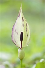Wild arum (Arum maculatum) in spring