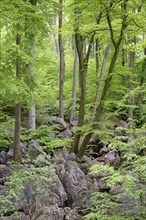 Rugged rock landscape in deciduous forest with Common beeches (Fagus sylvatica)