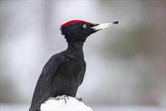 Black woodpecker (Dryocopus martius)