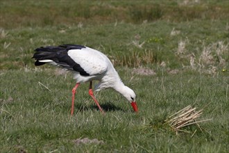 White stork (Ciconia ciconia) during foraging in a meadow