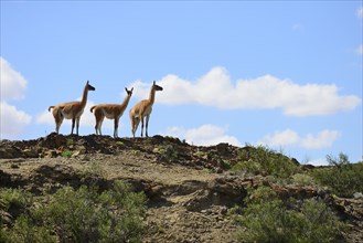 Three Guanacos (Llama guanicoe) keep watch