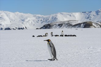 King Penguin (Aptenodytes patagonicus) on snow covered Salisbury Plain